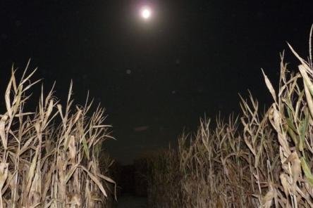 LABIRINTO AL CHIARO DI LUNA