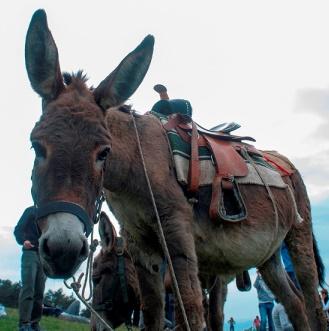 Il Ponticello - In asinello sulle vie dei briganti nei monti del Furlo!