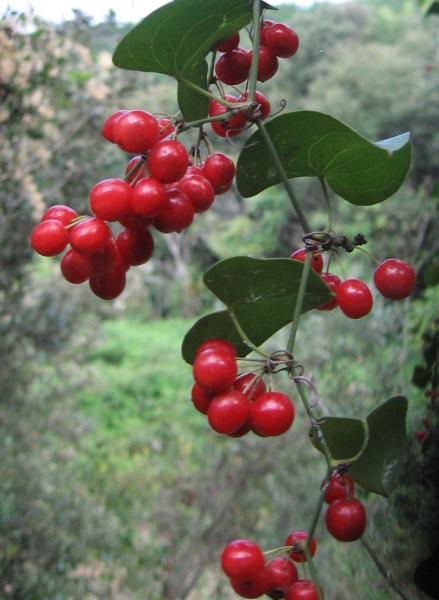 CHI SI NASCONDE NEL BOSCO?