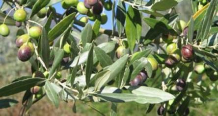 Il Ponticello - In bici lungo i Sentieri Verdi di Cartoceto e “Mostra Mercato dell’olio DOP”!