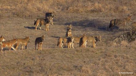 World Wildlife day: in bocca al Lupo!