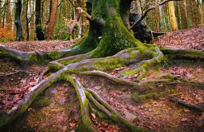 Il Ponticello - Meditazioni in cammino nel Parco del Monte San Bartolo!