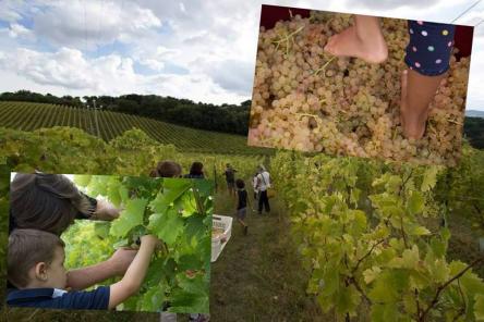 La Vendemmia delle Famiglie