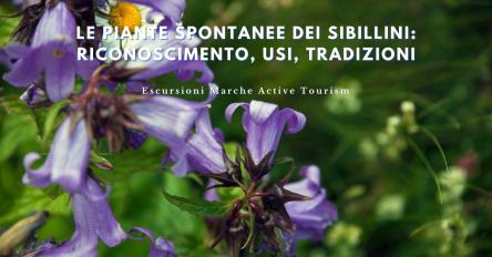 Le piante spontanee dei Sibillini: riconoscimento, usi, tradizioni