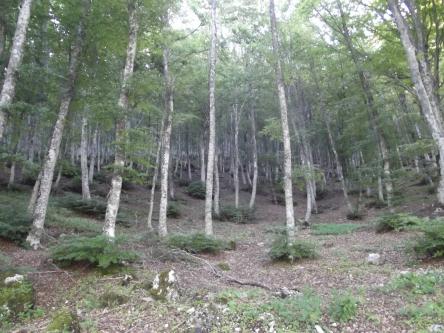 Escursione nella faggeta del Bosco di Tecchie