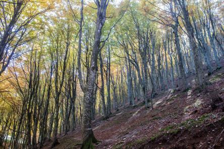 Monte Cucco: tra faggete e ruscelli