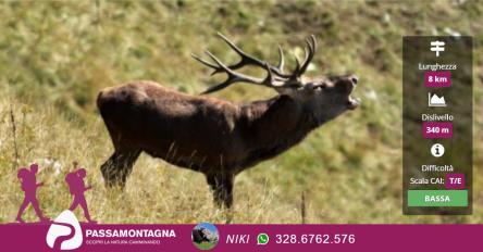 Escursione al tramonto con bramito dei cervi