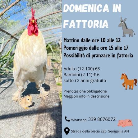 Domenica in fattoria