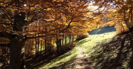 Foliage al Monte Acuto