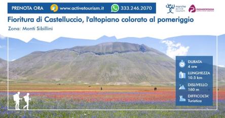 Fioritura di Castelluccio - L'altopiano colorato al pomeriggio