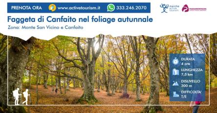 Faggeta di Canfaito nel foliage autunnale