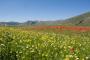 La fioritura di Castelluccio